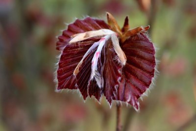 Fagus sylvatica 'Dawyck Purple' - buk lesní - list jaro